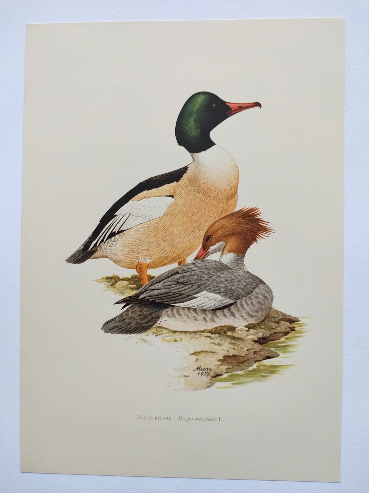 Illustration oiseaux Années 60 - Harle Bièvre - Planche ornithologique vintage
