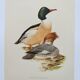 Illustration oiseaux Années 60 - Harle Bièvre - Planche ornithologique vintage