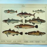 1898 Engraving - Fish - Ling and Haddock - Vintage Lithograph Plate