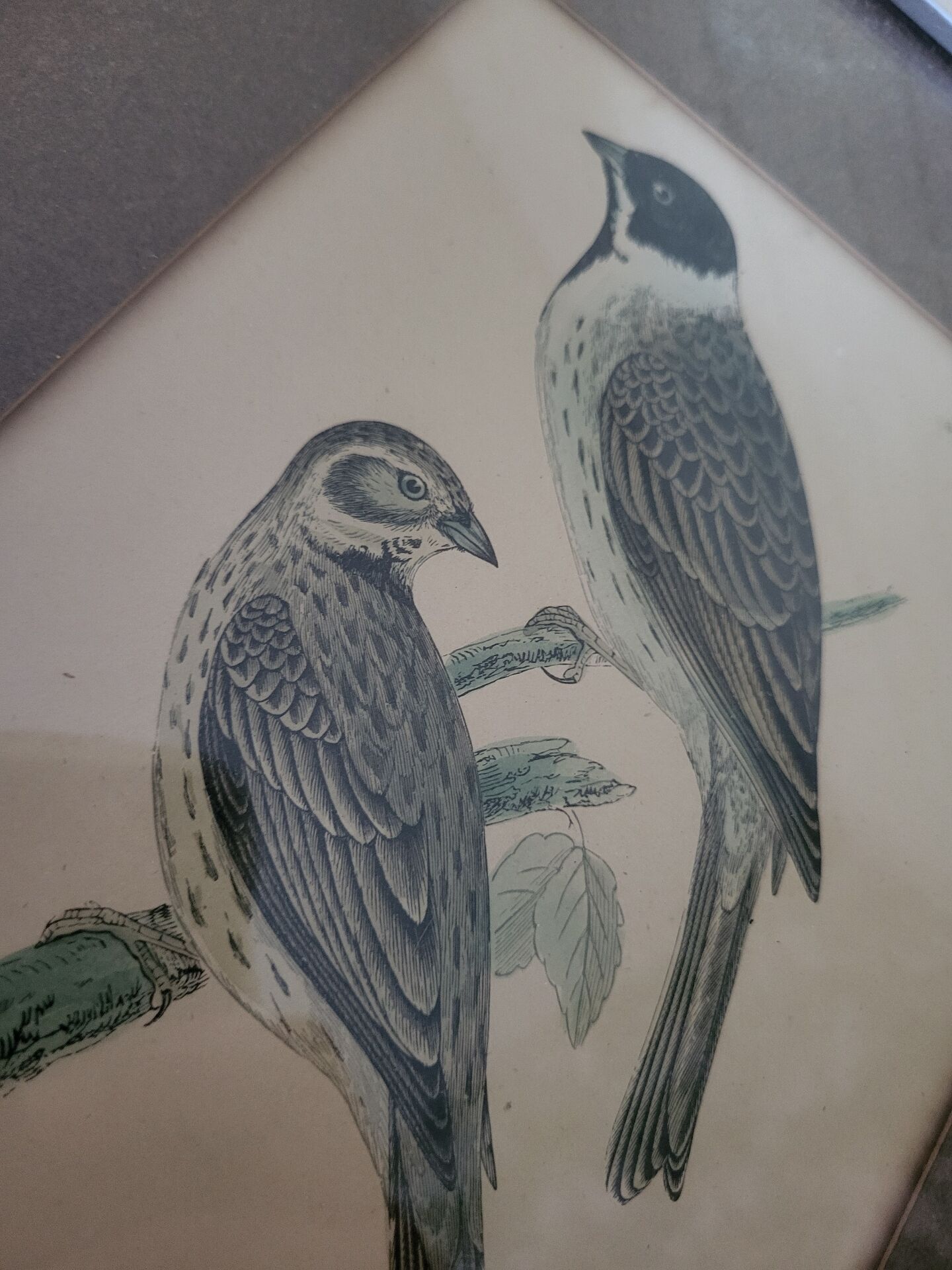 Bitterness birds