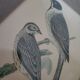 Bitterness birds