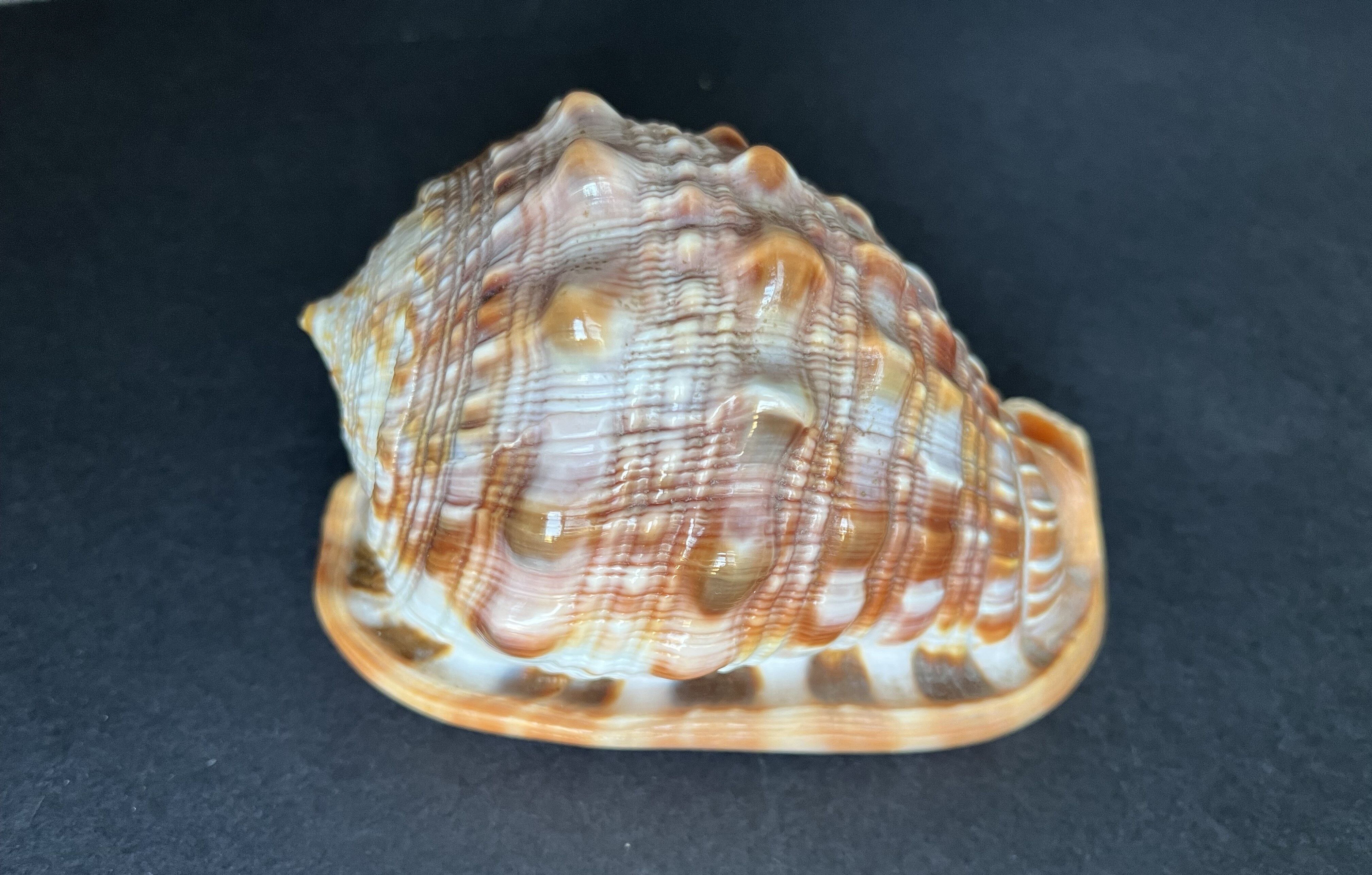 Shell