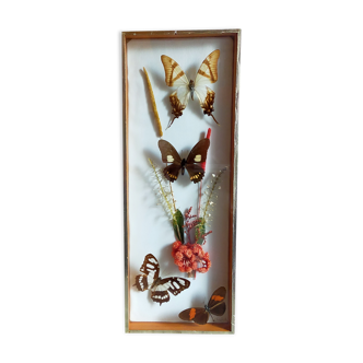 Cadre-vitrine aux papillons et fleurs séchées