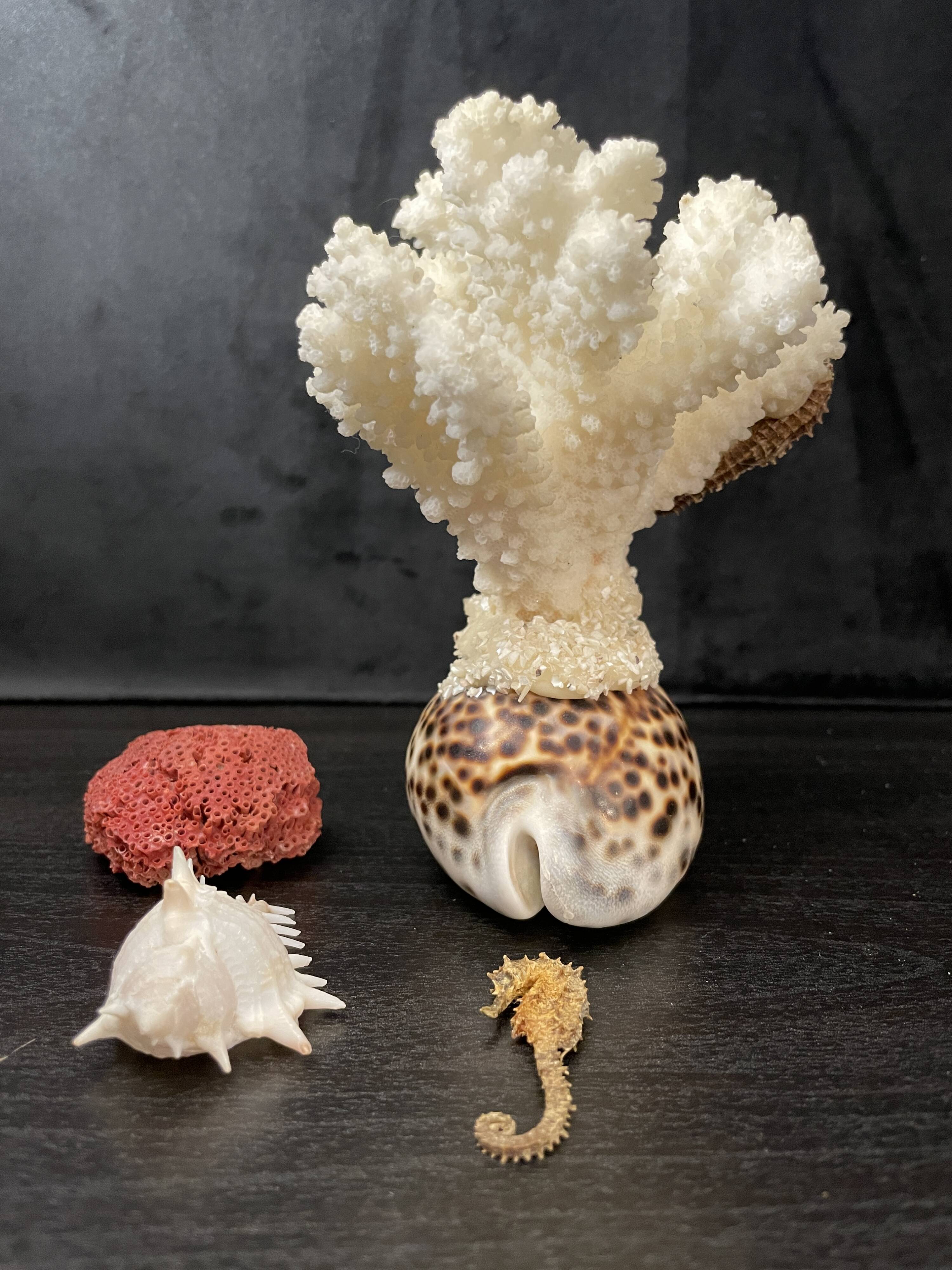 Marine curiosities (coral, seahorses, shells)