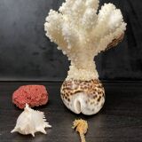 Curiosités marines (Coraïl, hippocampes, coquillages)