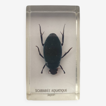 Resin inclusion insect - Japanese aquatic beetle curiosity - n°33