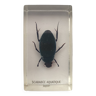 Insecte inclusion résine - scarabee aquatique du japon
curiosité - n°33