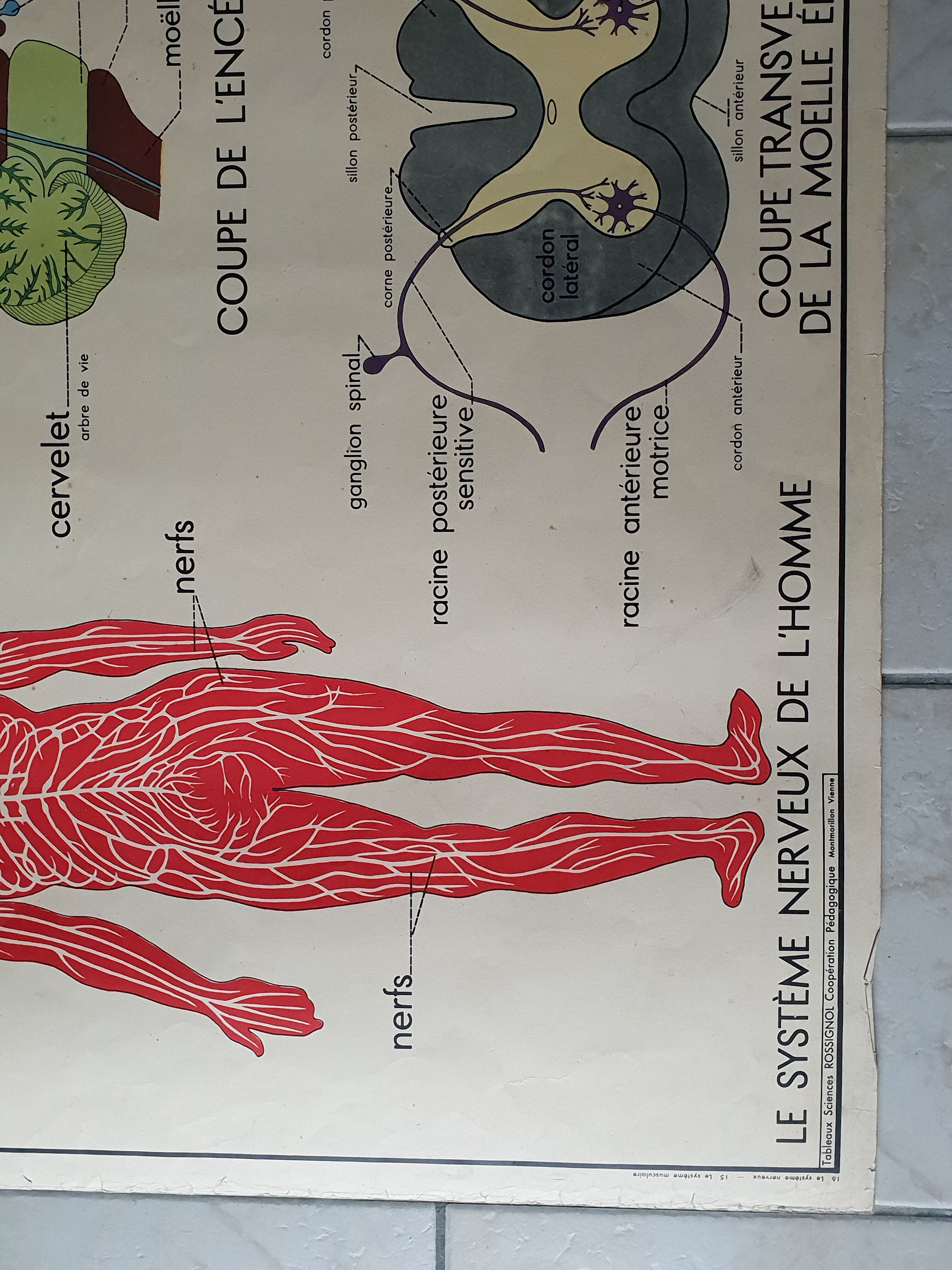 School poster Nightingale No.15 system nervous No.16 System muscle