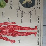 School poster Nightingale No.15 system nervous No.16 System muscle