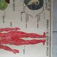 School poster Nightingale No.15 system nervous No.16 System muscle