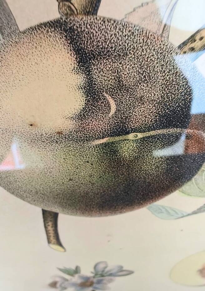 Pair of Botanical Plates 1905 – Peach & Pear – Poiteau