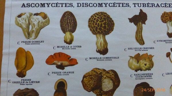 Educational poster DEYROLLE