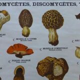 Educational poster DEYROLLE