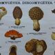 Educational poster DEYROLLE