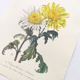 Vintage botanical plate from 1962 - Honeycomb Chrysanthemum - Plant engraving - Watercolor M.Rollinat