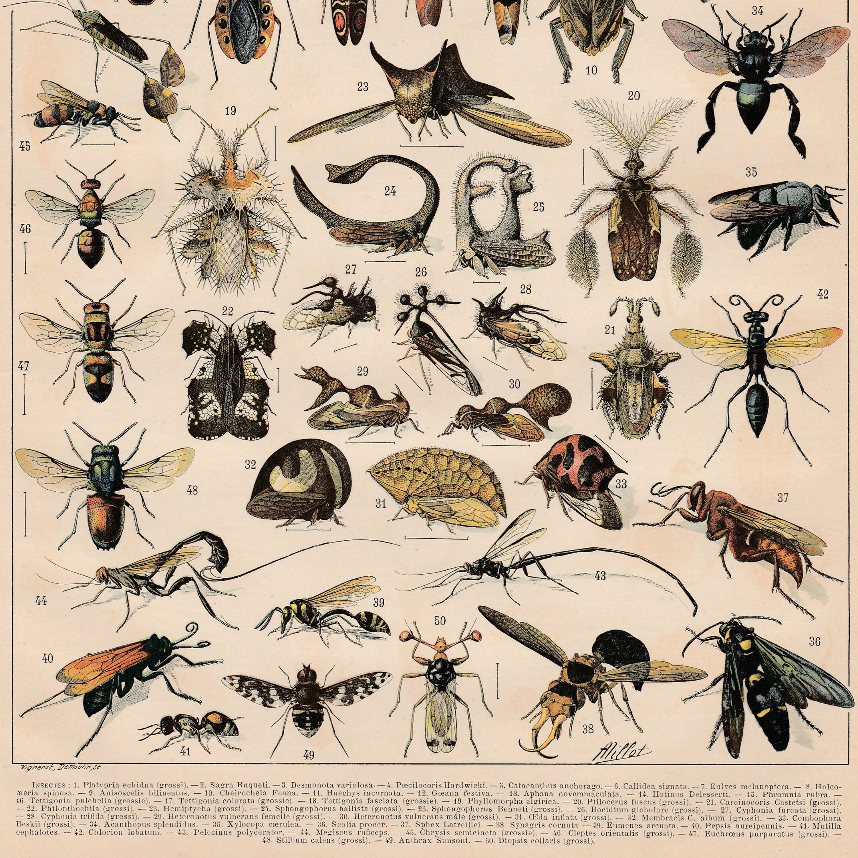 Old plate on insects 1897