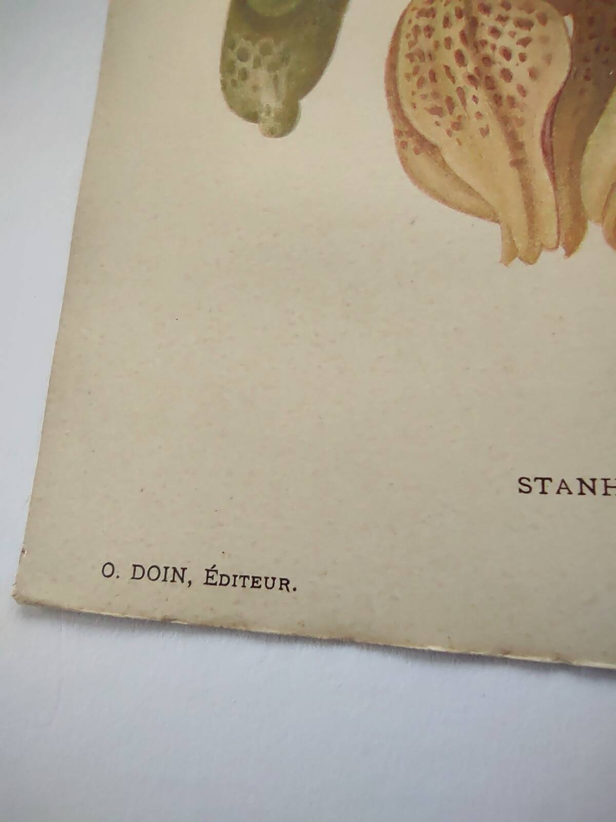 Botanical Chromo-Lithograph from 1897 - Stanhopea Tigrina Major - Original plate. Old engraving