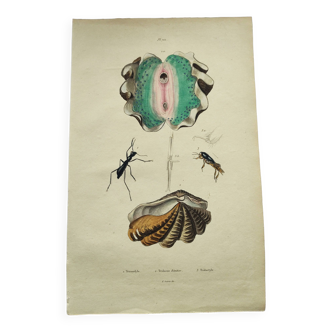 Gravure ancienne de 1838 -bénitier mollusque- planche zoologique original