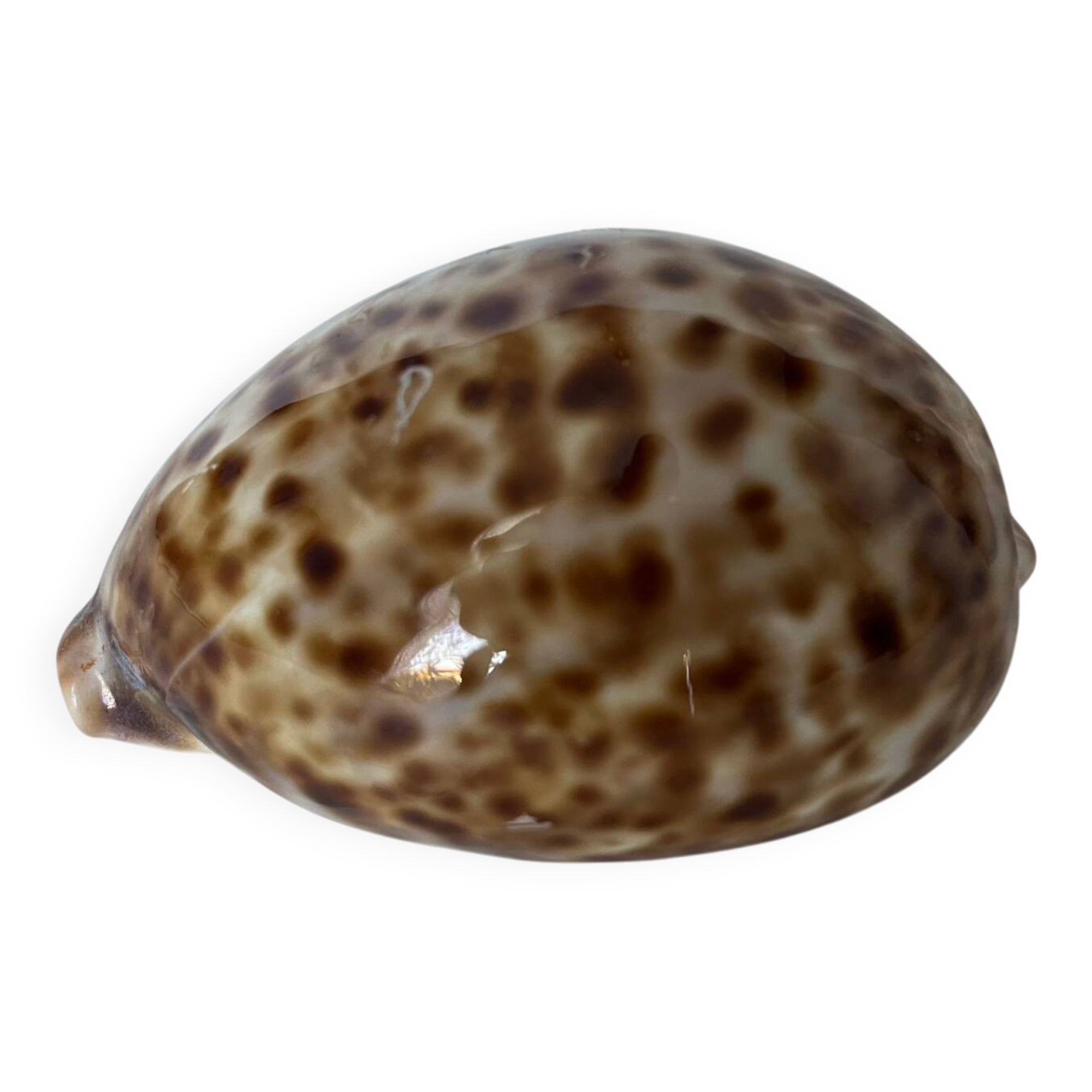 Ciprea tigris seashell