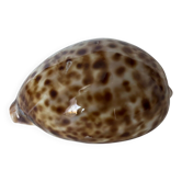 Ciprea tigris seashell