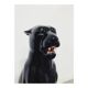Black Panther Ceramic