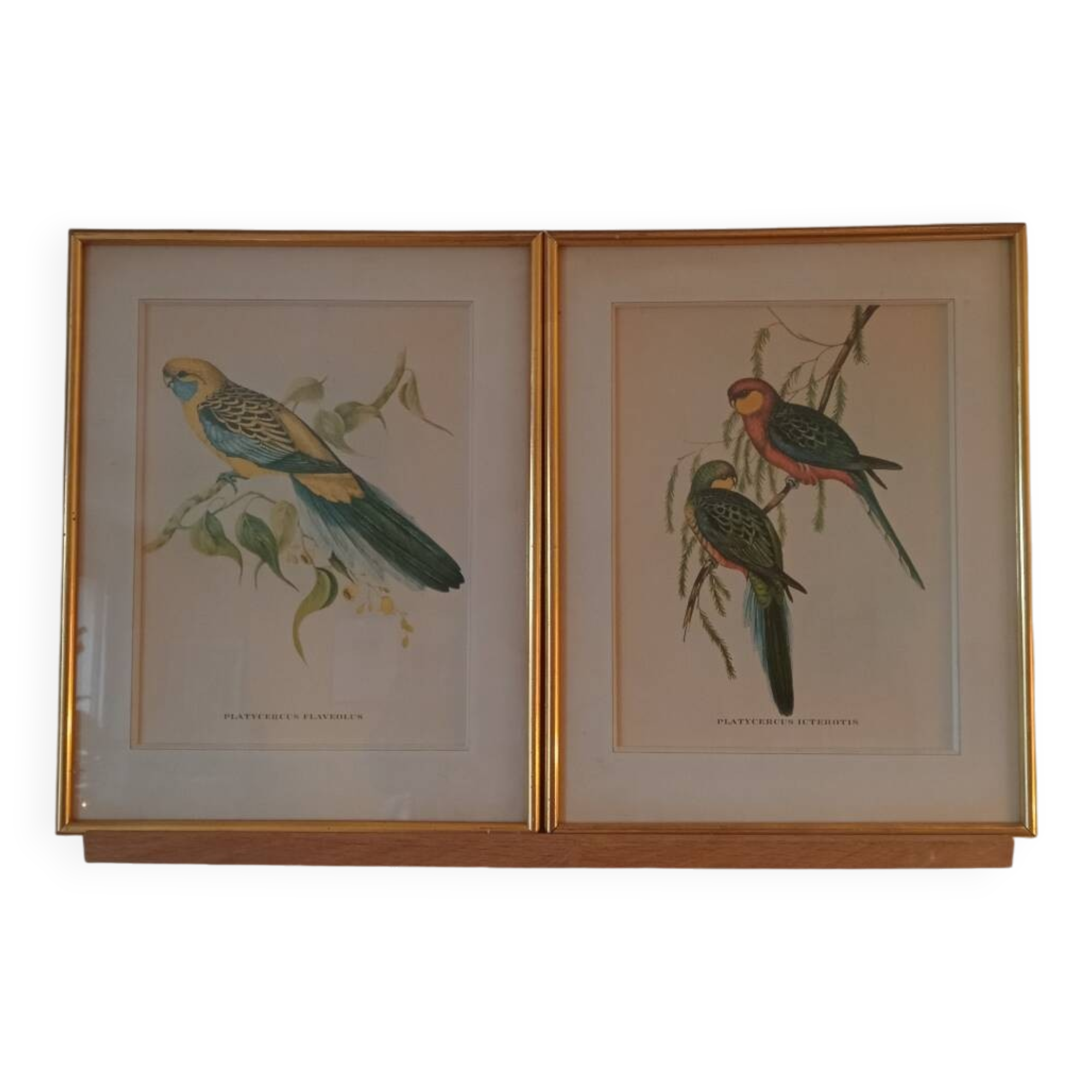 old lithographs - Exotic birds after John Gould