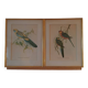 old lithographs - Exotic birds after John Gould