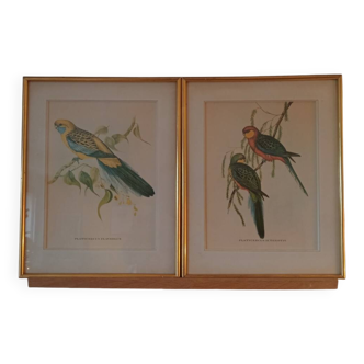 lithographies anciennes - Oiseaux exotiques d’après John Gould
