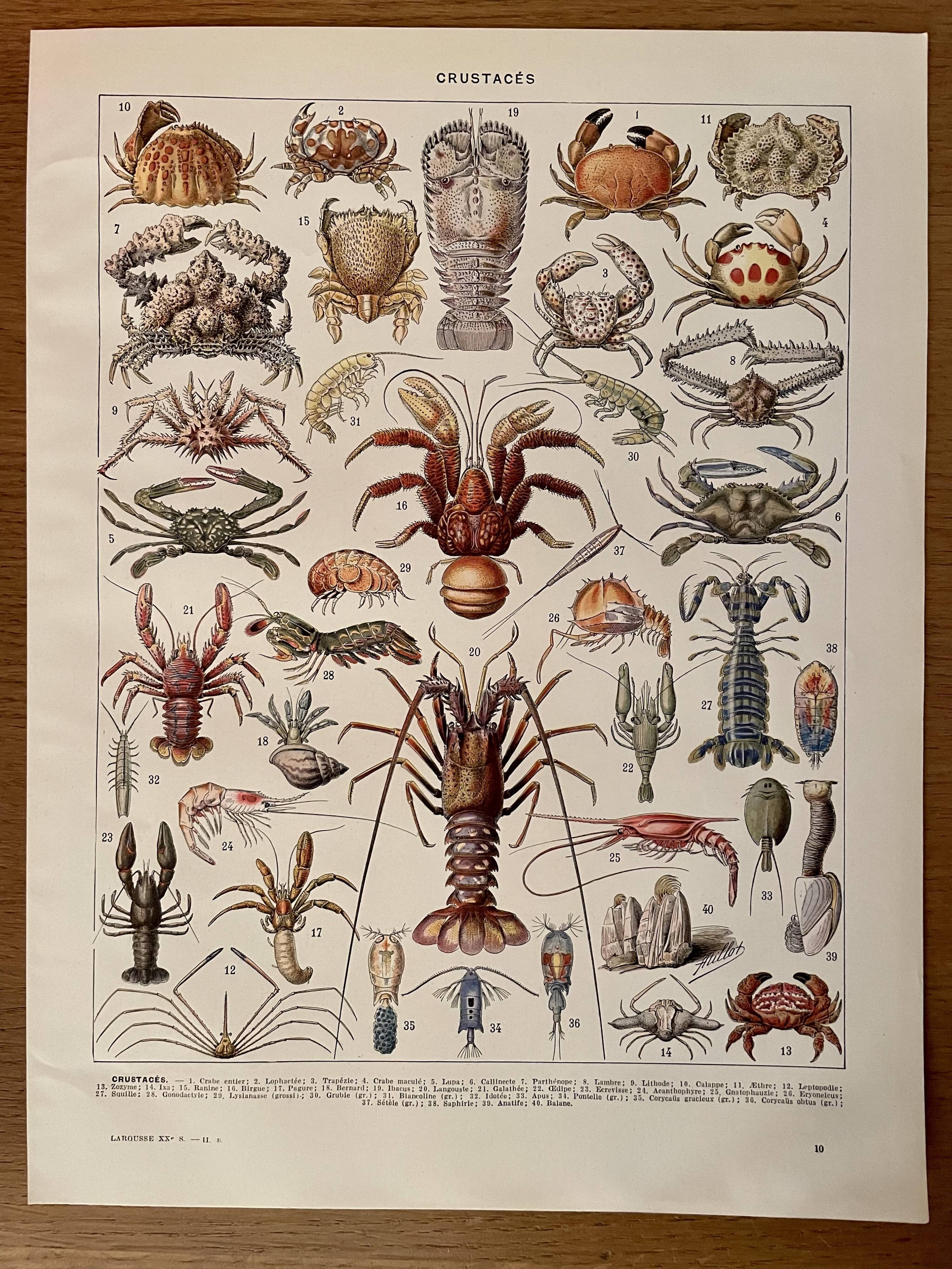 Lithograph on crustaceans - 1930