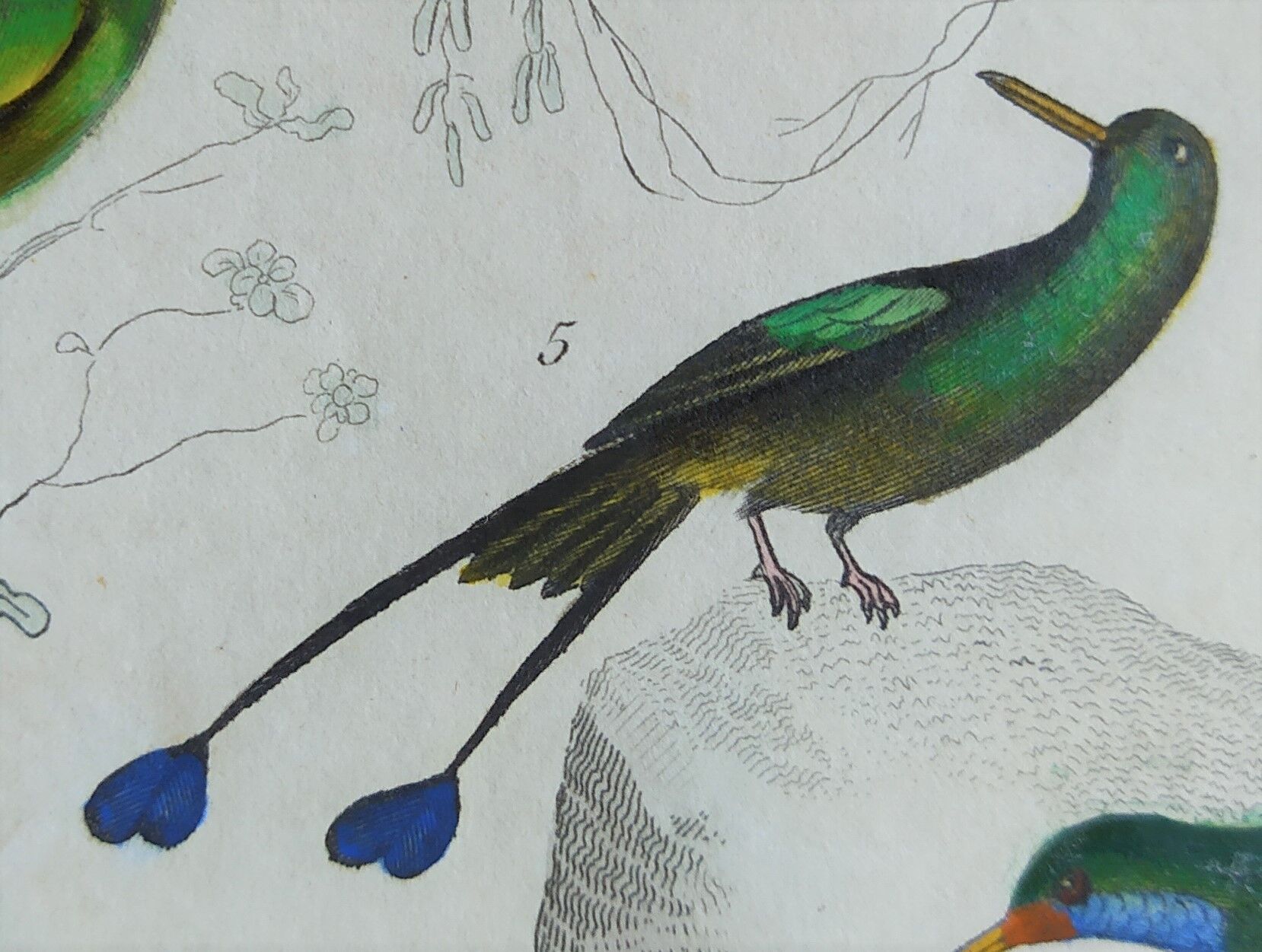 Original Ornithological Plate "Green Gold - Hoopoe - Ruby Topaz - &c..." Buffon 1836