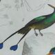 Original Ornithological Plate "Green Gold - Hoopoe - Ruby Topaz - &c..." Buffon 1836