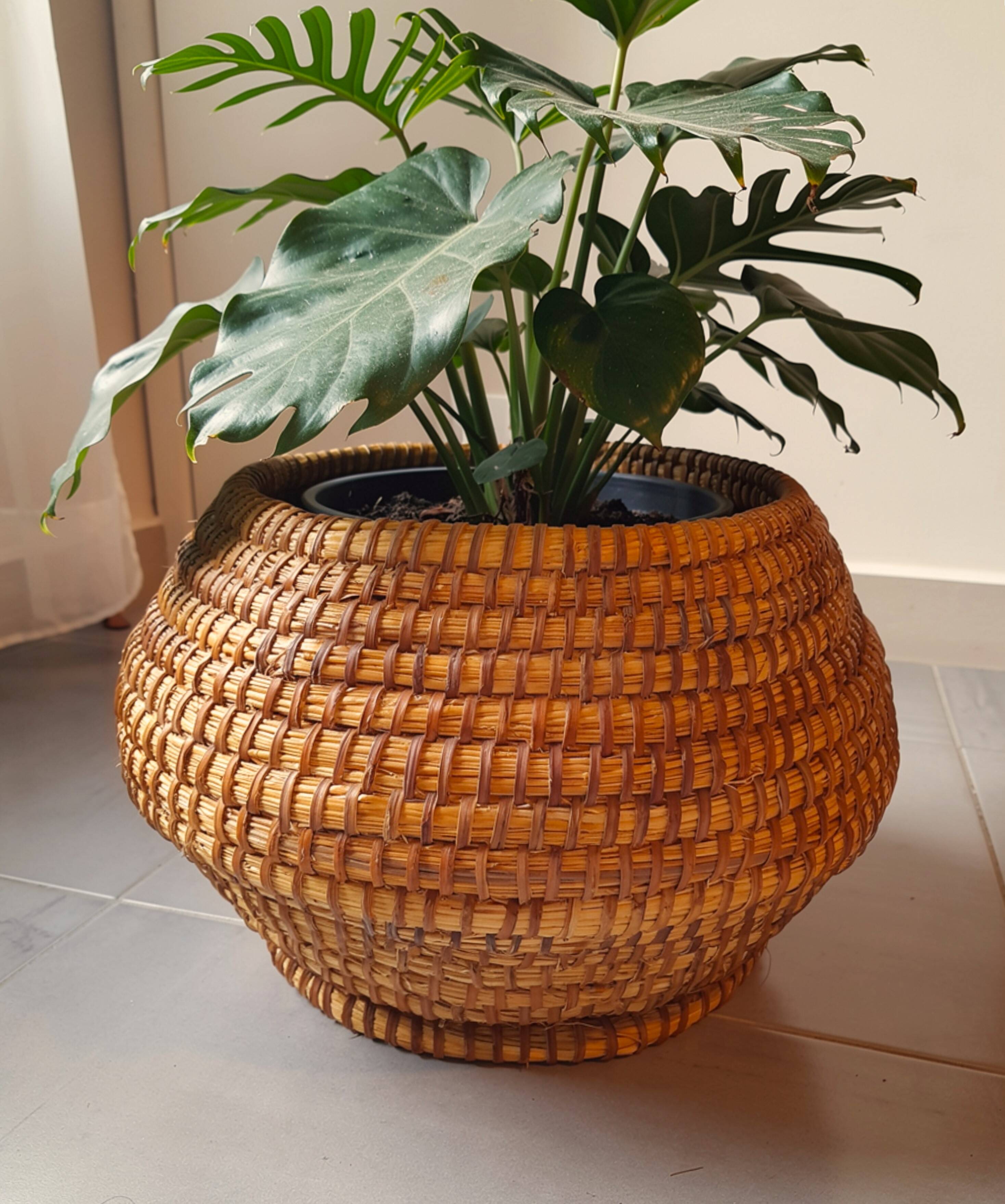 Old pot cache in straw and brambles 1950