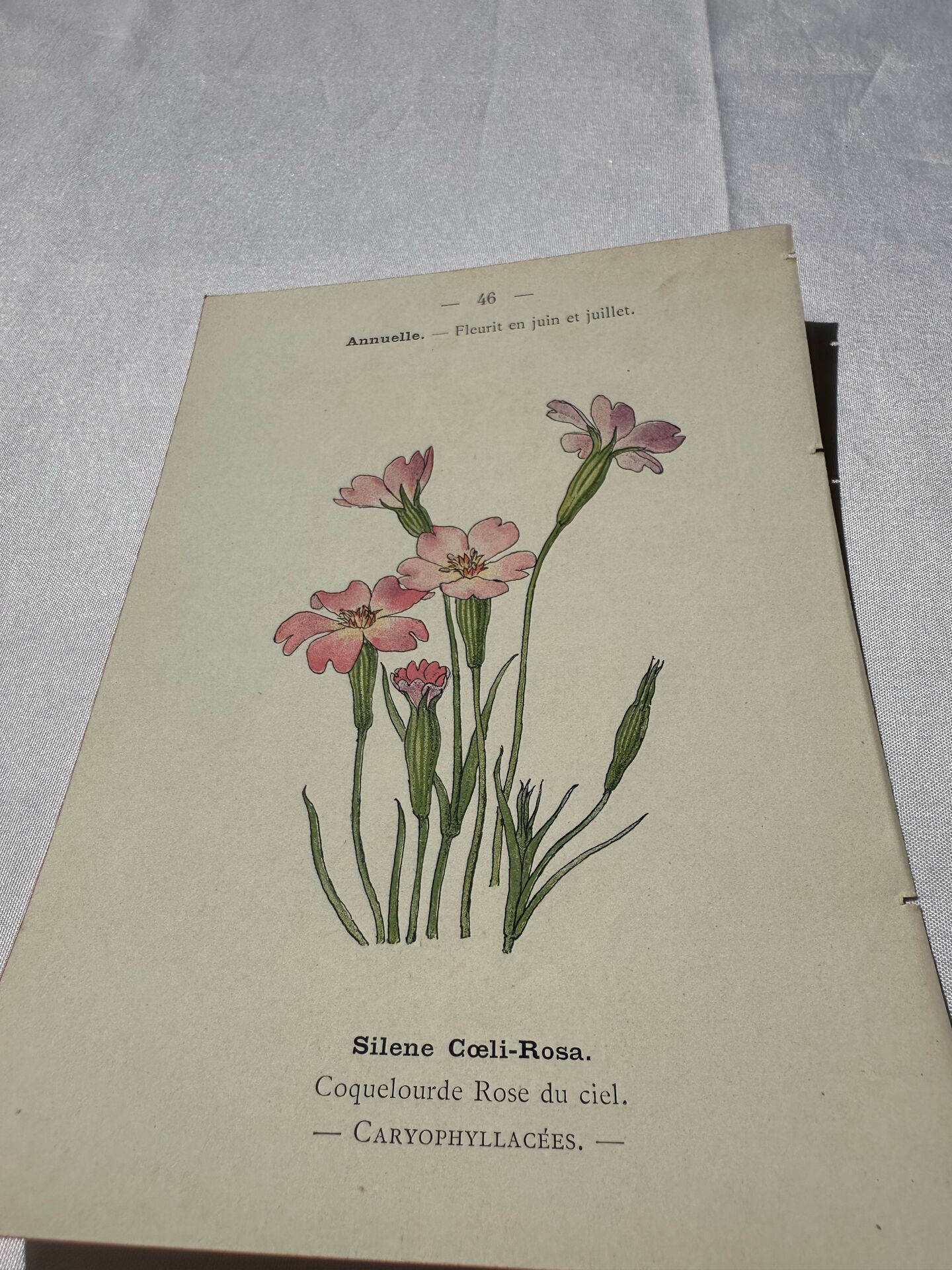 Botanical plate engraving flower France double-sided circa 1800 coloured
