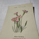 Botanical plate engraving flower France double-sided circa 1800 coloured