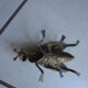 Cendrier mouche grand modèle.