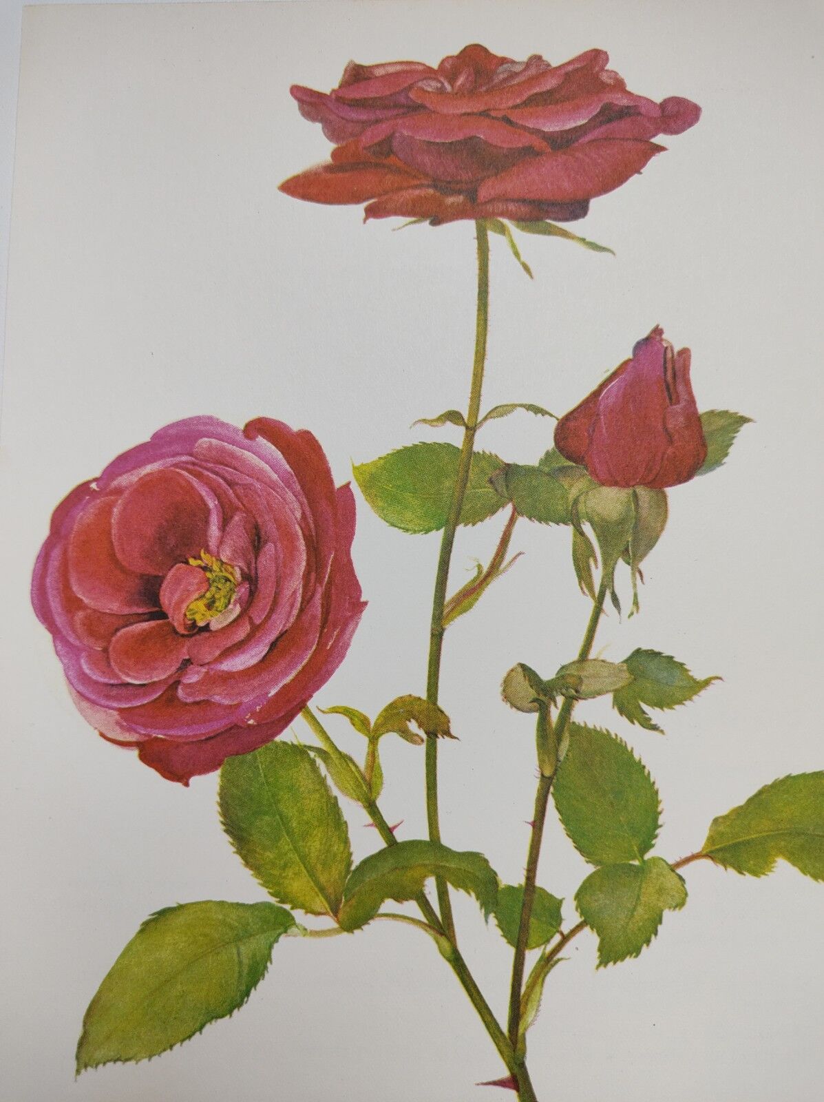 Illustration botanique de rose
