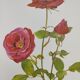 Illustration botanique de rose