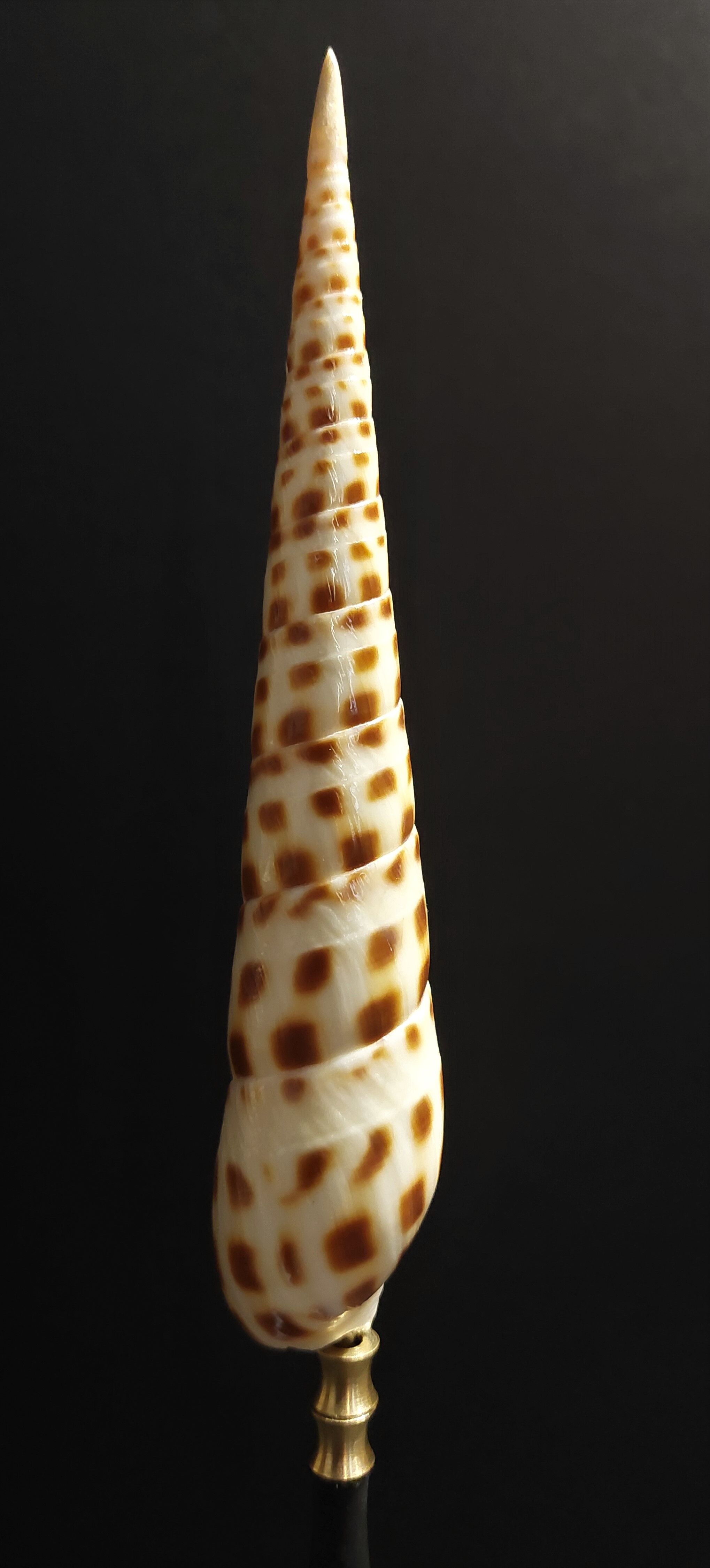 Cabinet of Curiosities shell oxymeris areolata on base