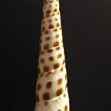 Cabinet of Curiosities shell oxymeris areolata on base