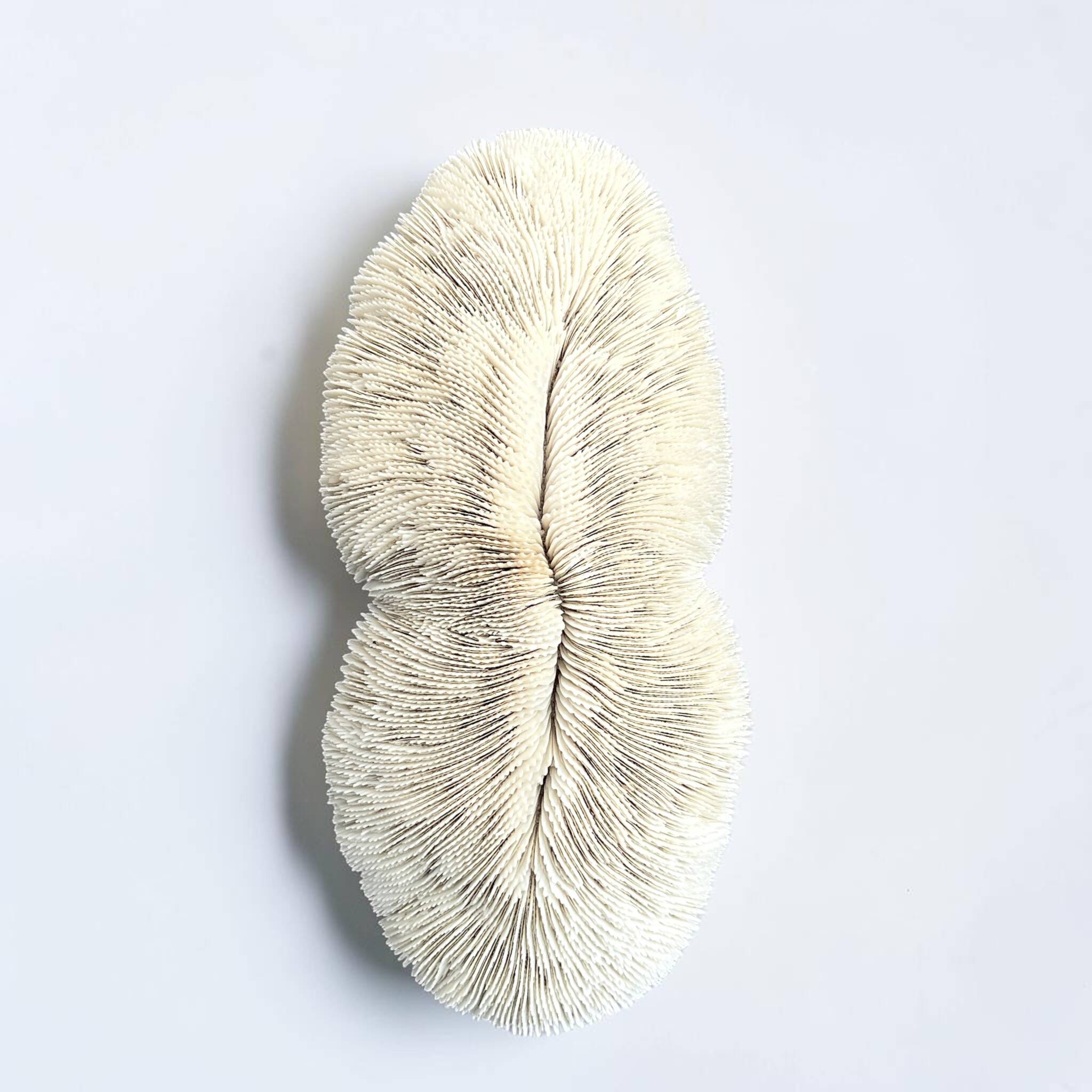 Grand corail blanc ancien à lamelles  coussin de requin 31 cm