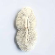 Large ancient white coral with lamellae, shark cushion 31 cm