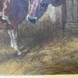 English colored engraving