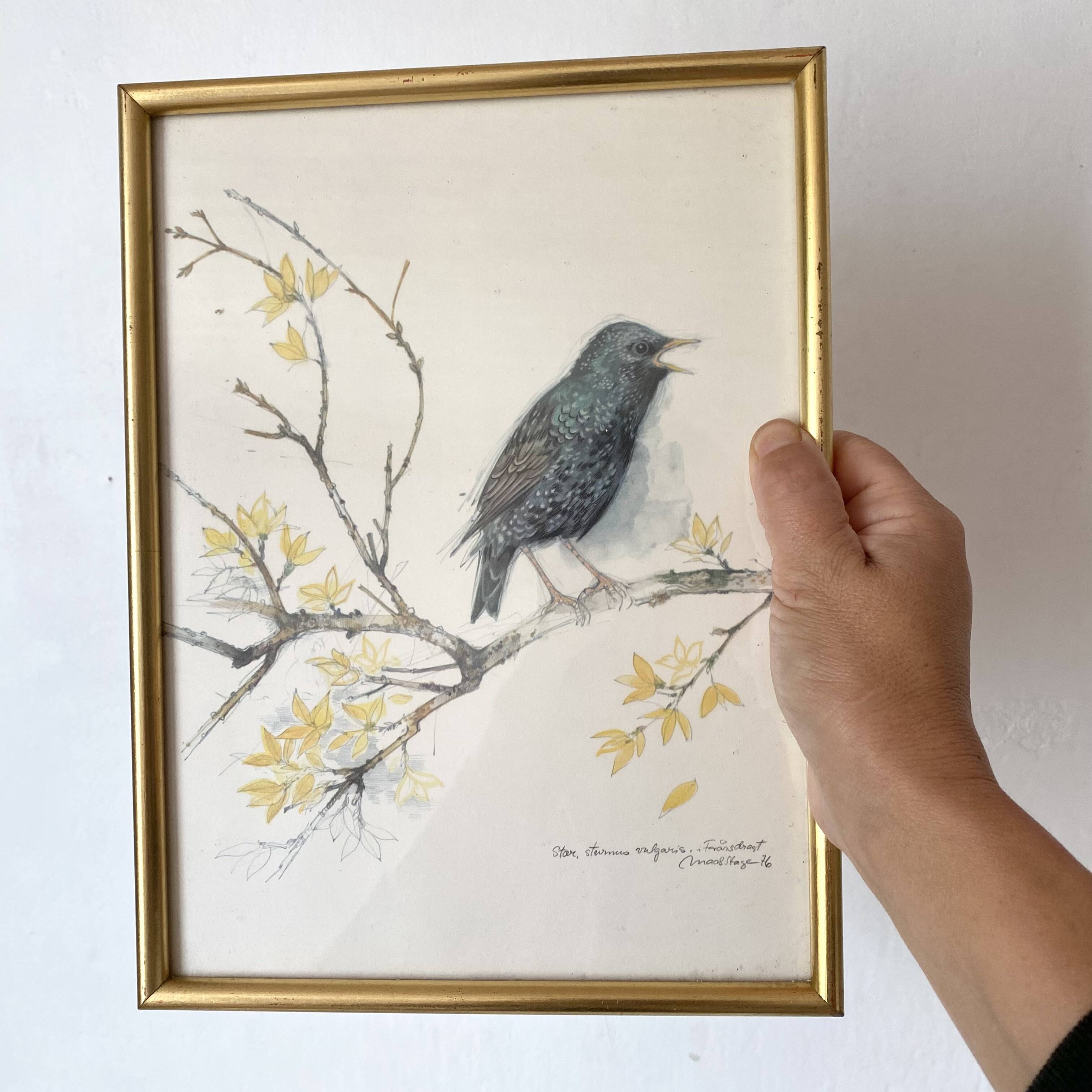 Framed bird engraving, botanical plate sternus vulgaris