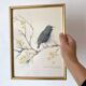 Framed bird engraving, botanical plate sternus vulgaris