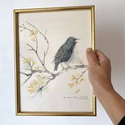 Framed bird engraving, botanical plate sternus vulgaris