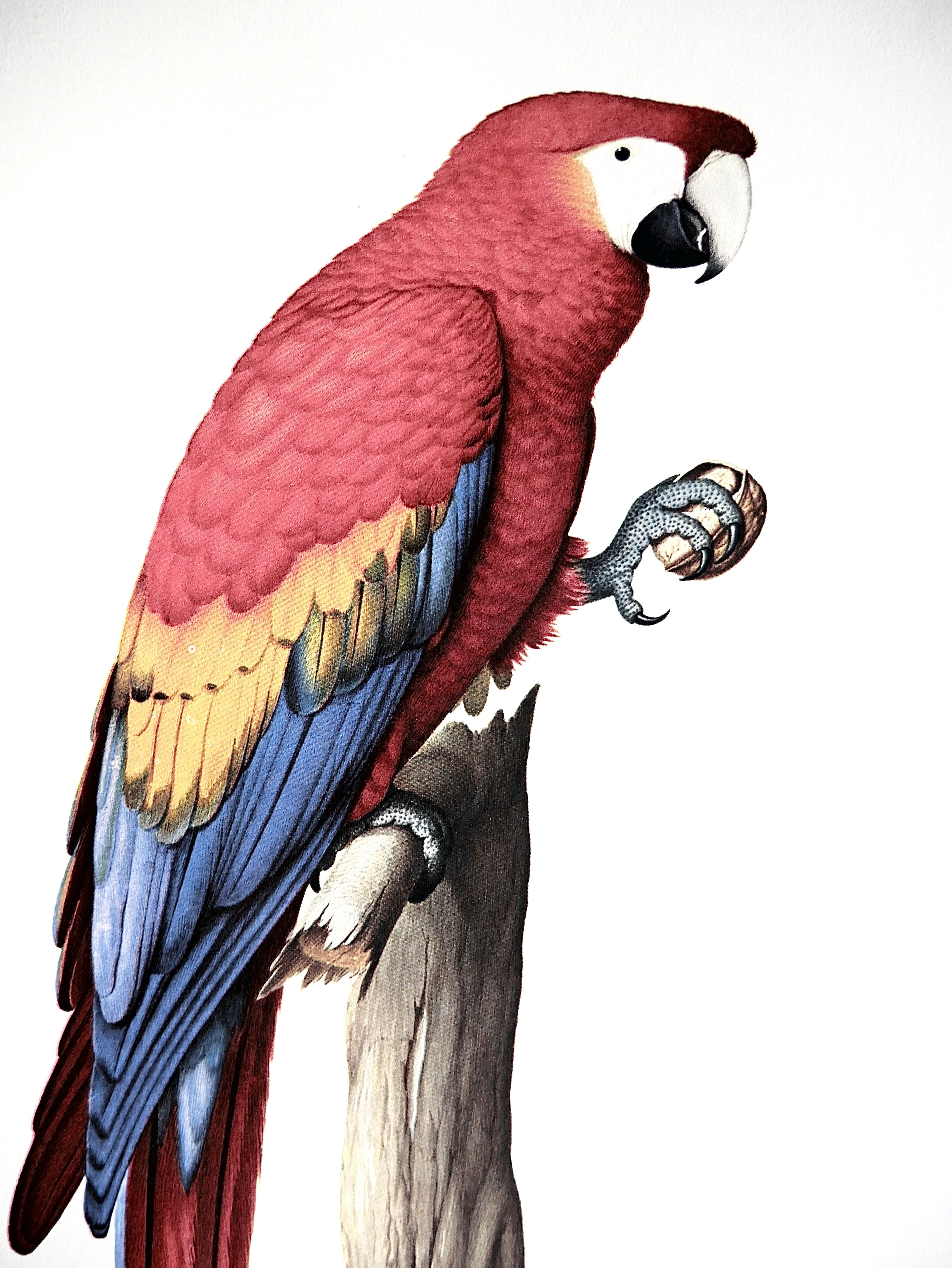 Ornithological board the military macaw