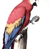 Ornithological board the military macaw