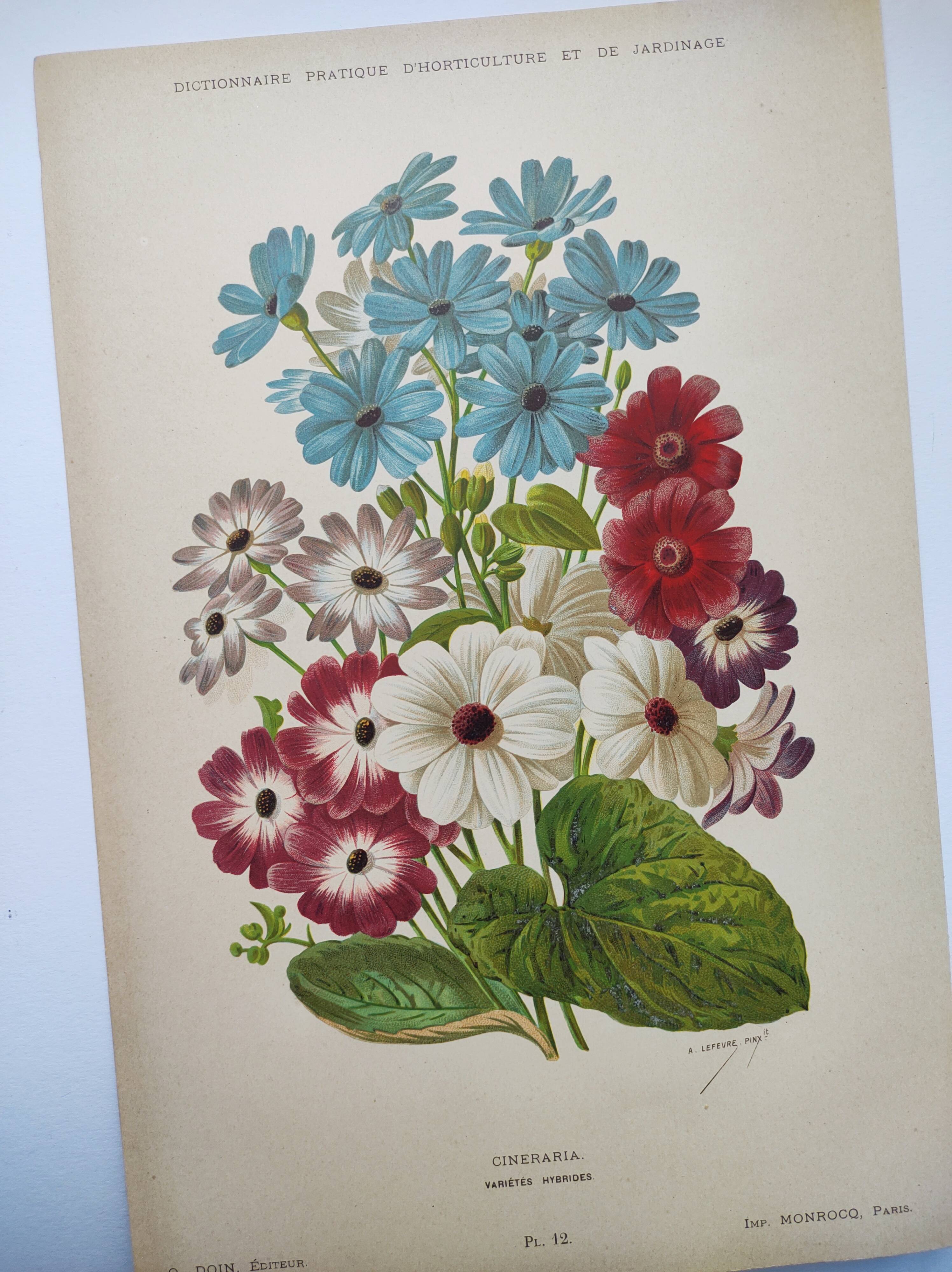 Gravure botanique de 1897 - Cinéraire - Planche originale . Lithographie ancienne de fleur A.Lefevre