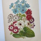 Gravure botanique de 1897 - Cinéraire - Planche originale . Lithographie ancienne de fleur A.Lefevre