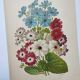 Gravure botanique de 1897 - Cinéraire - Planche originale . Lithographie ancienne de fleur A.Lefevre